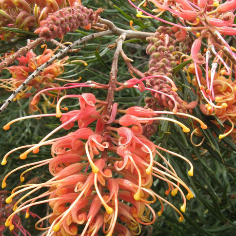 Forest Rambler Grevillea - Grevillea 'Forest Rambler'-Evergreen,Flowering,Full Sun,Low Water,Moderate Growing,Native,Outdoor-Nursery Near Me