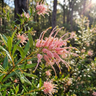 Forest Rambler Grevillea