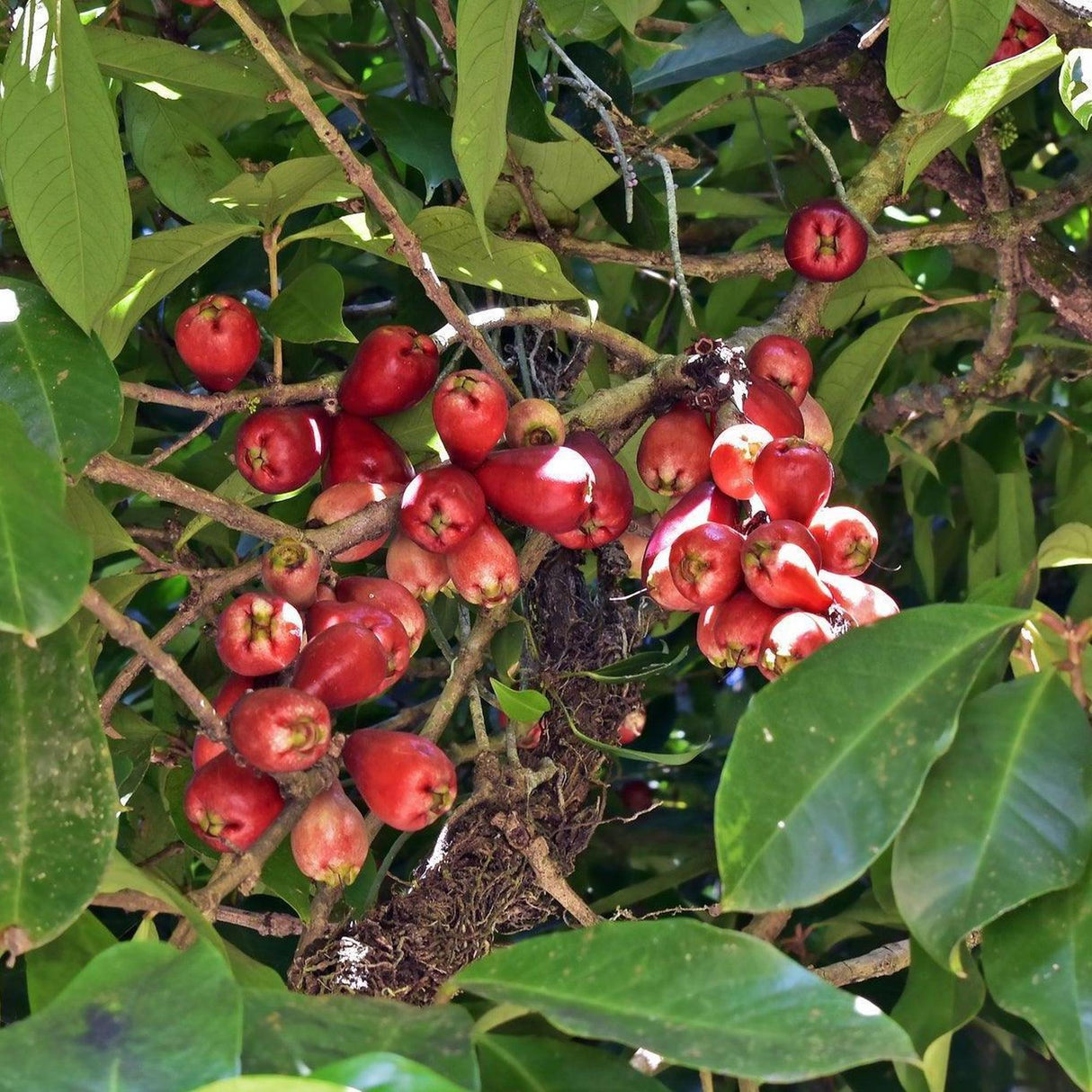 Forest Satinash Tree - Syzygium tierneyanum-Evergreen,Flowering,Moderate Water,Native,Outdoor,Partial Shade,Screening,Slow Growing,Tree-Nursery Near Me