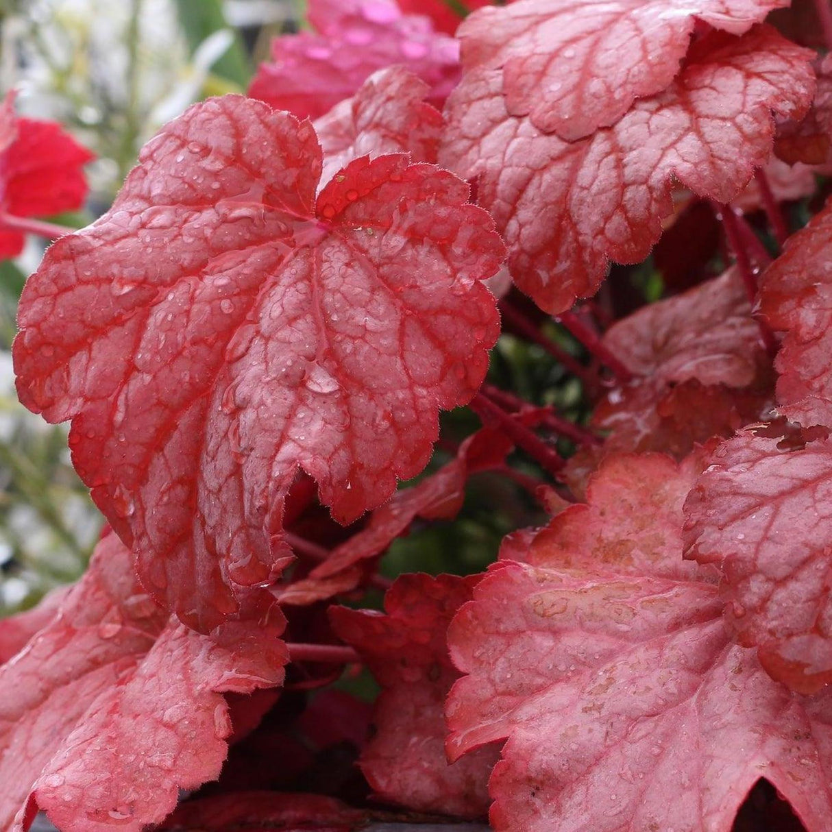 Forever Red Heuchera - Heuchera 'Forever Red'-Evergreen,Flowering,Moderate Water,Ornamental,Outdoor,Partial Shade,Slow Growing-Nursery Near Me