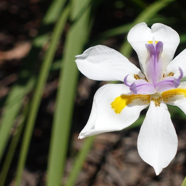 purple and white tiger lilies Fortnight Lily - Dietes iridioides 'White Tiger'