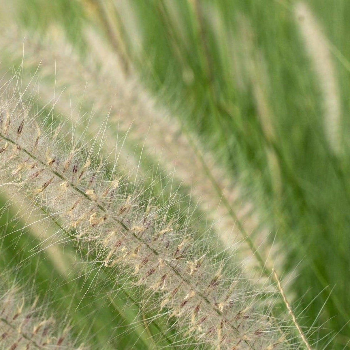 Fountain Grass - Pennisetum alopecuroides-Evergreen,Fast Growing,Full Sun,Grass,Moderate Water,Ornamental,Outdoor-Nursery Near Me