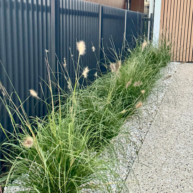 Fountain Grass - Pennisetum alopecuroides-Evergreen,Fast Growing,Full Sun,Grass,Moderate Water,Ornamental,Outdoor-Nursery Near Me