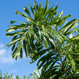 Close-up of Foxtail Palm - Wodyetia Bifurcata leaves with jagged edges set against a clear blue sky, ideal for adding a tropical touch to any landscape.