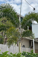 Foxtail Palm - Wodyetia Bifurcata-Evergreen,Fast Growing,Full Sun,Moderate Water,Outdoor,Palm,Tropical-Nursery Near Me