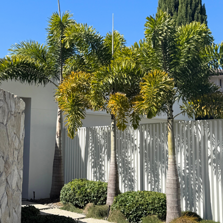 Three Foxtail Palms (Wodyetia Bifurcata) with self-cleaning trunks stand by a white fence and stone wall, surrounded by lush bushes—ideal for tropical landscaping.