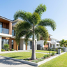 Foxtail Palm