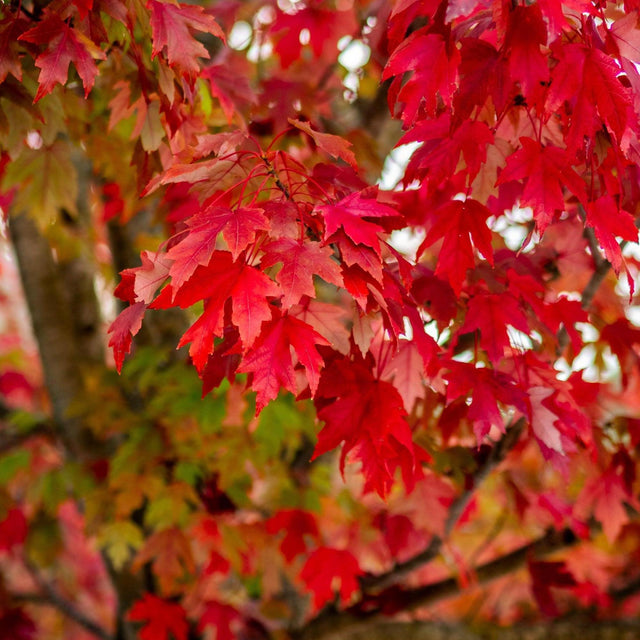 Frank Jr Japanese Maple - Acer rubrum 'Frank Jr Redpointe'-Deciduous,Full Sun,Moderate Growing,Moderate Water,Outdoor,Screening,Tree-Nursery Near Me