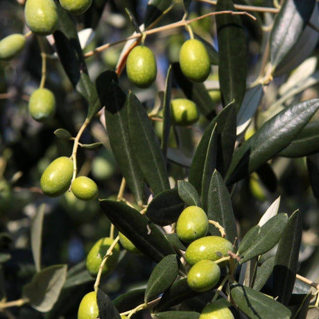 Frantoio Olive Tree - Olea europaea 'Frantoio'-Evergreen,Fruiting,Full Sun,Low Water,Moderate Growing,Outdoor,Tree-Nursery Near Me