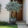 Frantoio Olive Tree