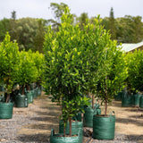 Rows of young Fraser Island Apple (Acronychia imperforata) trees with edible yellow fruit, growing in pots outdoors on gravel, surrounded by greenery.