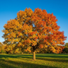 Fraxinus pennsylvanica Urbanite®