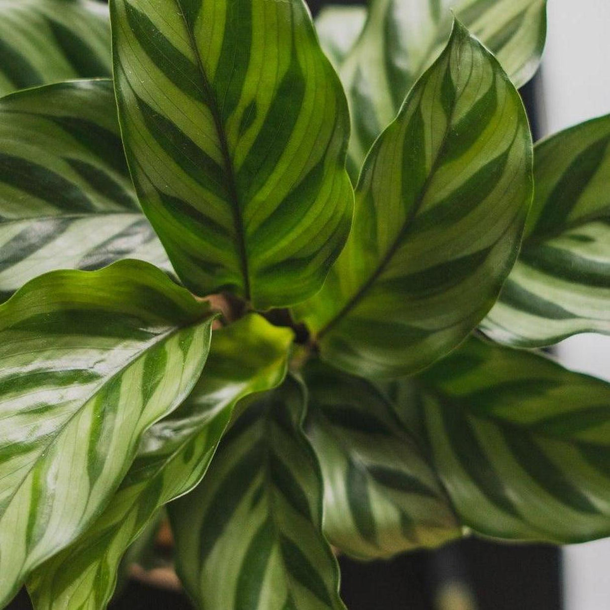 Freddie Calathea - Calathea concinna-Evergreen,Indoor,Moderate Water,Ornamental,Partial Shade,Slow Growing,Tropical-Nursery Near Me