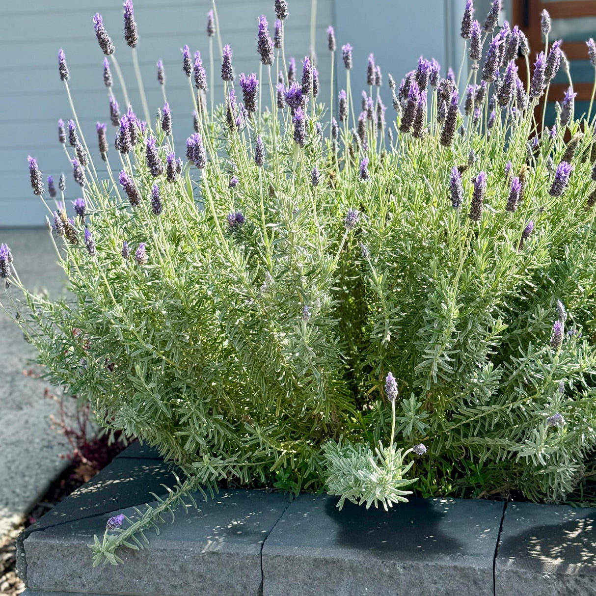 French Lavender - Lavandula dentata-Evergreen,Flowering,Full Sun,Low Water,Moderate Growing,Ornamental,Outdoor,Screening-Nursery Near Me