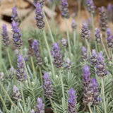 French Lavender - Lavandula dentata-Evergreen,Flowering,Full Sun,Low Water,Moderate Growing,Ornamental,Outdoor,Screening-Nursery Near Me