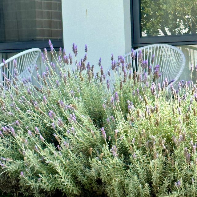 French Lavender - Lavandula dentata-Evergreen,Flowering,Full Sun,Low Water,Moderate Growing,Ornamental,Outdoor,Screening-Nursery Near Me