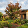 Frontier Elm