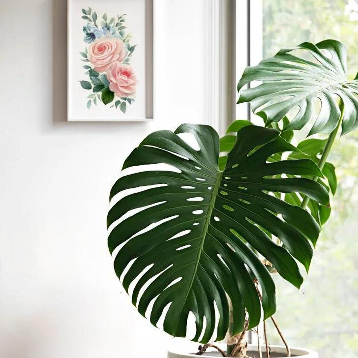 monstera deliciosa fruit for sale near me Fruit Salad Plant - Monstera deliciosa
