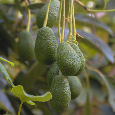 Fuerte Avocado Tree - Persea americana 'Fuerte'-Evergreen,Fruiting,Full Sun,Moderate Growing,Moderate Water,Outdoor,Tree-Nursery Near Me