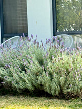 French Lavender - Lavandula dentata