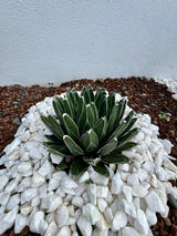 Queen Victoria Agave - Agave victoriae reginae