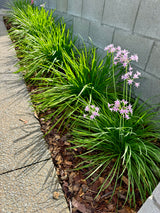 Society Garlic - Tulbaghia violacea