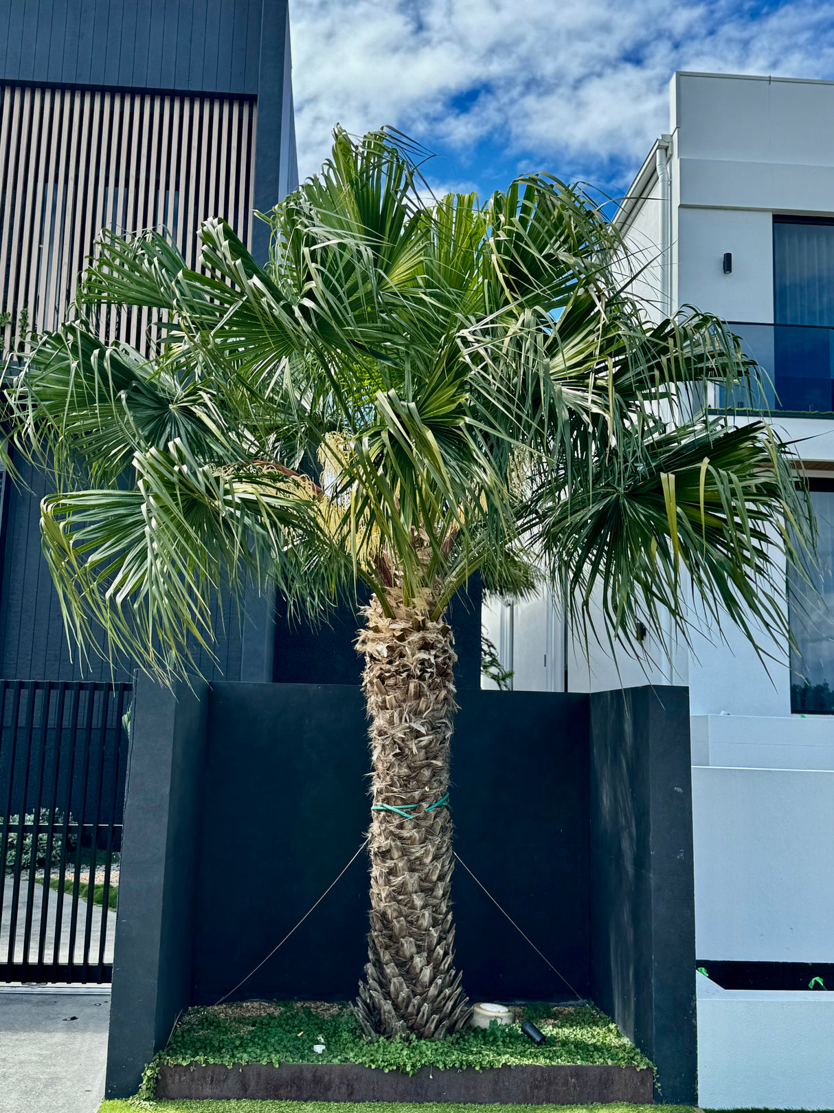 Chinese Fan Palm - Livistona chinensis