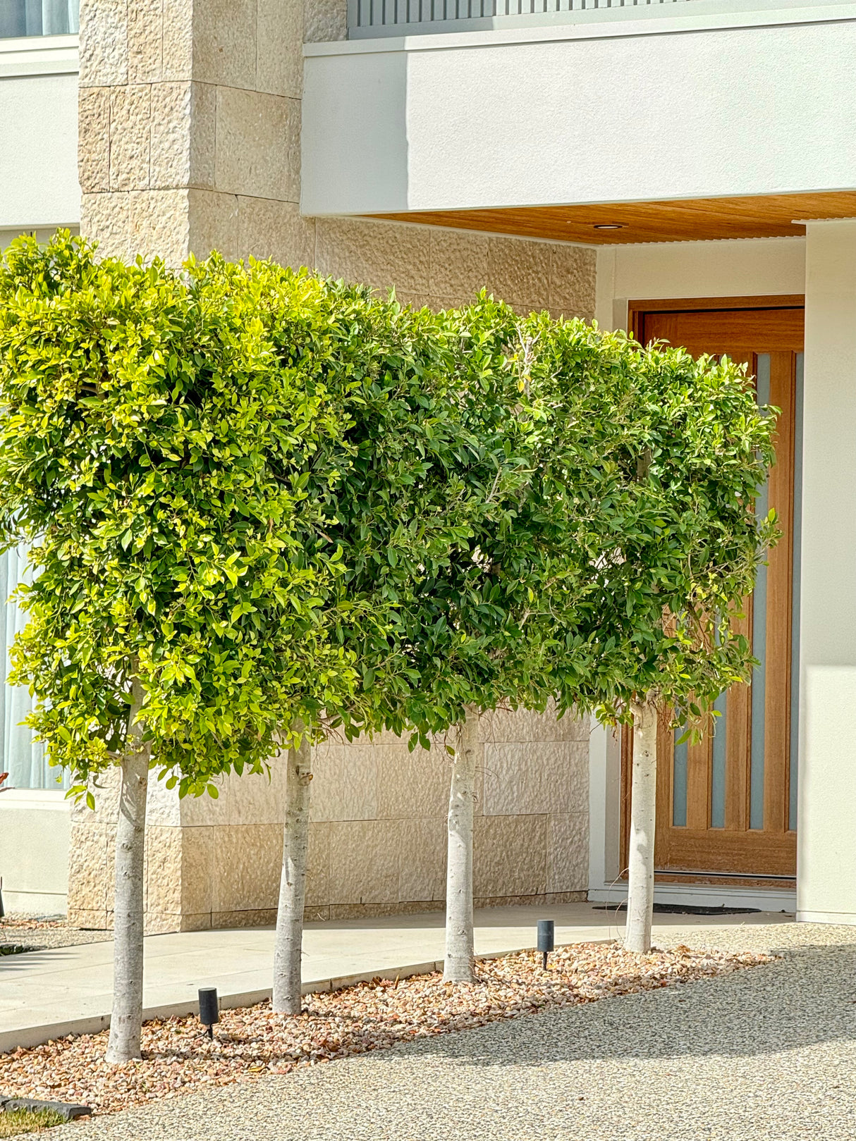 Emerald Fig - Ficus 'Emerald'