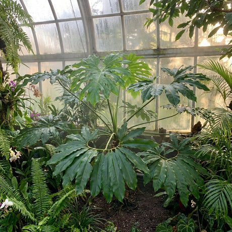 The Fun Bun Philodendron (Philodendron goeldii) features star-shaped, leafy foliage and thrives in a greenhouse with misty glass panels and lush greenery.