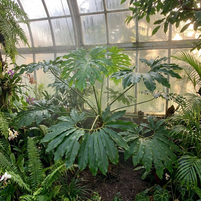 The Fun Bun Philodendron (Philodendron goeldii) features star-shaped, leafy foliage and thrives in a greenhouse with misty glass panels and lush greenery.