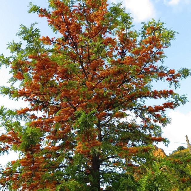 The GREVILLEA robusta (Silky Oak) - Ex Ground, with green leaves and bright orange-red flowers, delivers instant landscape impact—perfect for dramatic effect beneath a blue sky.