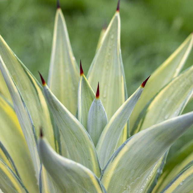 Galactic Traveller Agave - Agave 'Galactic Traveller'-Evergreen,Full Sun,Low Water,Ornamental,Outdoor,Slow Growing,Succulent-Nursery Near Me