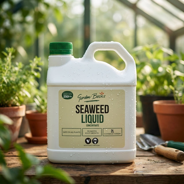 A bottle of Garden Basics 2L Seaweed Liquid Concentrate sits on a table in a sunlit greenhouse, surrounded by thriving plants and lush growth.
