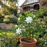 Gardenia ‘Ocean Pearl’