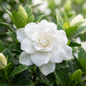 Gardenia ‘True Love’