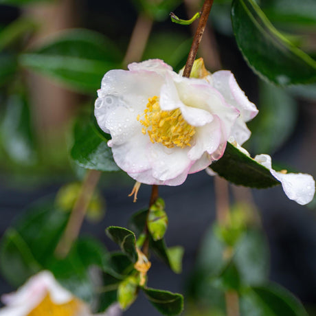 Gay Camellia - Camellia sasanqua 'Gay'-Evergreen,Flowering,Moderate Growing,Moderate Water,Outdoor,Partial Shade,Shrub-Nursery Near Me