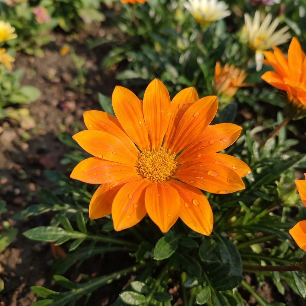 Gazania ‘Orange’ features vibrant orange flowers with water droplets on the petals, blooming among green leaves—an eye-catching, drought-tolerant groundcover ideal for any coastal garden plant collection.