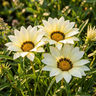 Gazania ‘White’