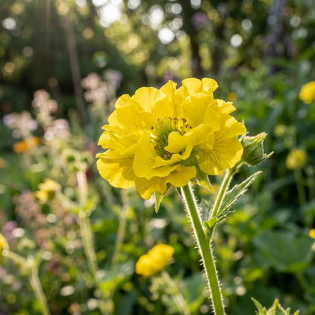 A single Geum ‘Banana Daiquiri’, a charming perennial, blooms in sunlight among green foliage in a garden.