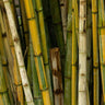 Ghost Bamboo