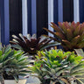 Giant Bromeliad
