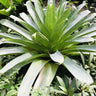 Giant Bromeliad