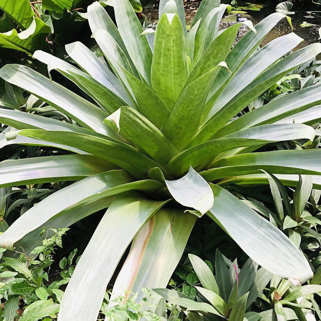 Giant Bromeliad - Alcantarea imperialis-Evergreen,Moderate Water,Ornamental,Outdoor,Partial Shade,Slow Growing,Tropical-Nursery Near Me