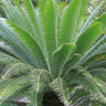 Giant Dioon