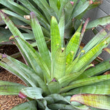 Giant Silver Plum Bromeliad - Aechmea fasciata 'Silver Plum'-Evergreen,Moderate Water,Ornamental,Outdoor,Partial Shade,Slow Growing,Tropical-Nursery Near Me