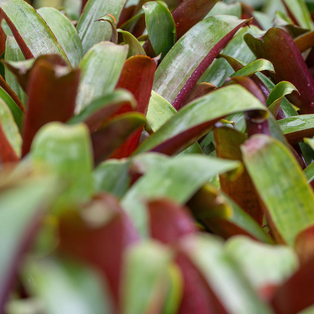 Giant Silver Plum Bromeliad - Aechmea fasciata 'Silver Plum'-Evergreen,Moderate Water,Ornamental,Outdoor,Partial Shade,Slow Growing,Tropical-Nursery Near Me