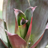 Giant Silver Plum Bromeliad - Aechmea fasciata 'Silver Plum'-Evergreen,Moderate Water,Ornamental,Outdoor,Partial Shade,Slow Growing,Tropical-Nursery Near Me