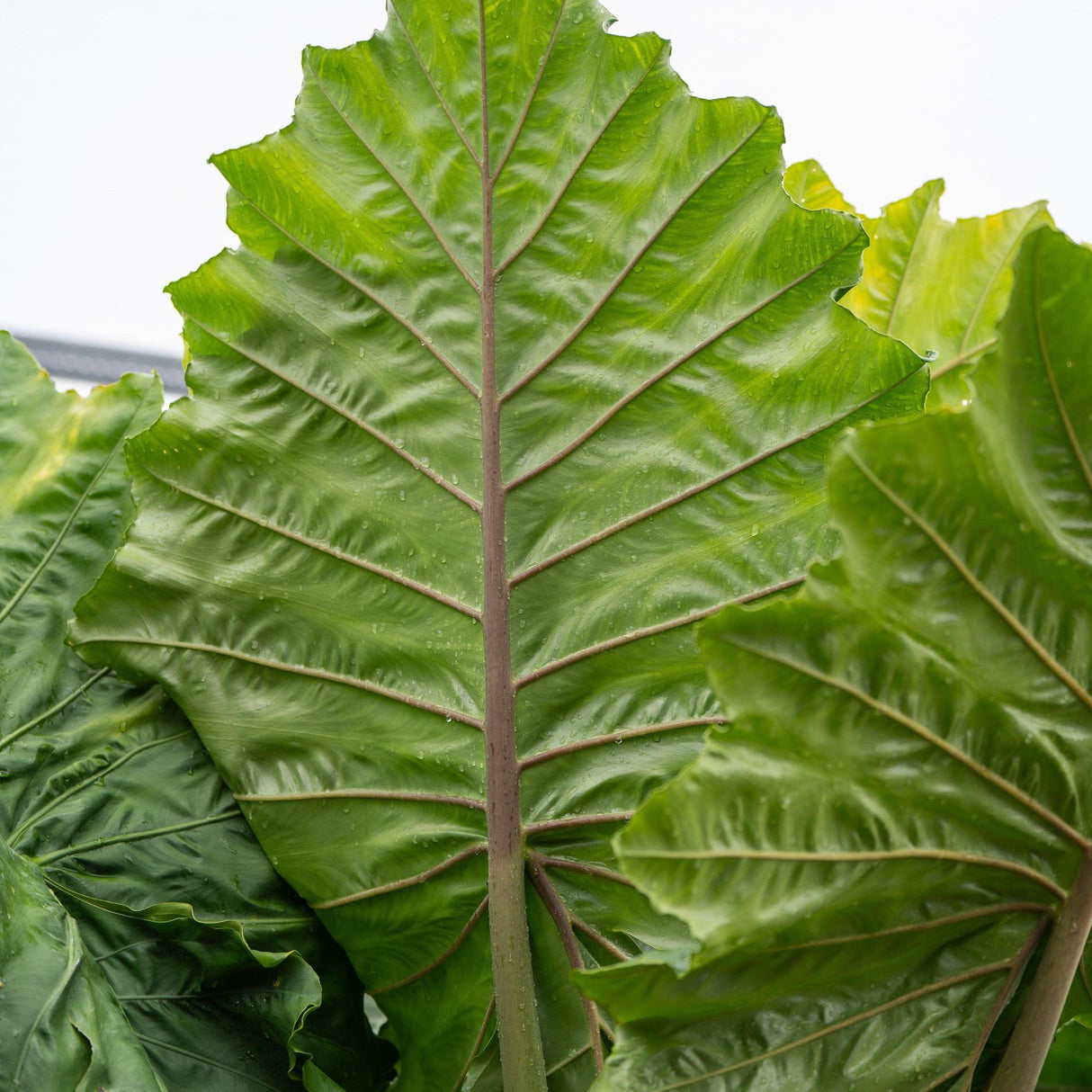 Giant Taro - Alocasia macrorrhizos-Evergreen,Fast Growing,High Water,Ornamental,Outdoor,Partial Shade,Tropical-Nursery Near Me