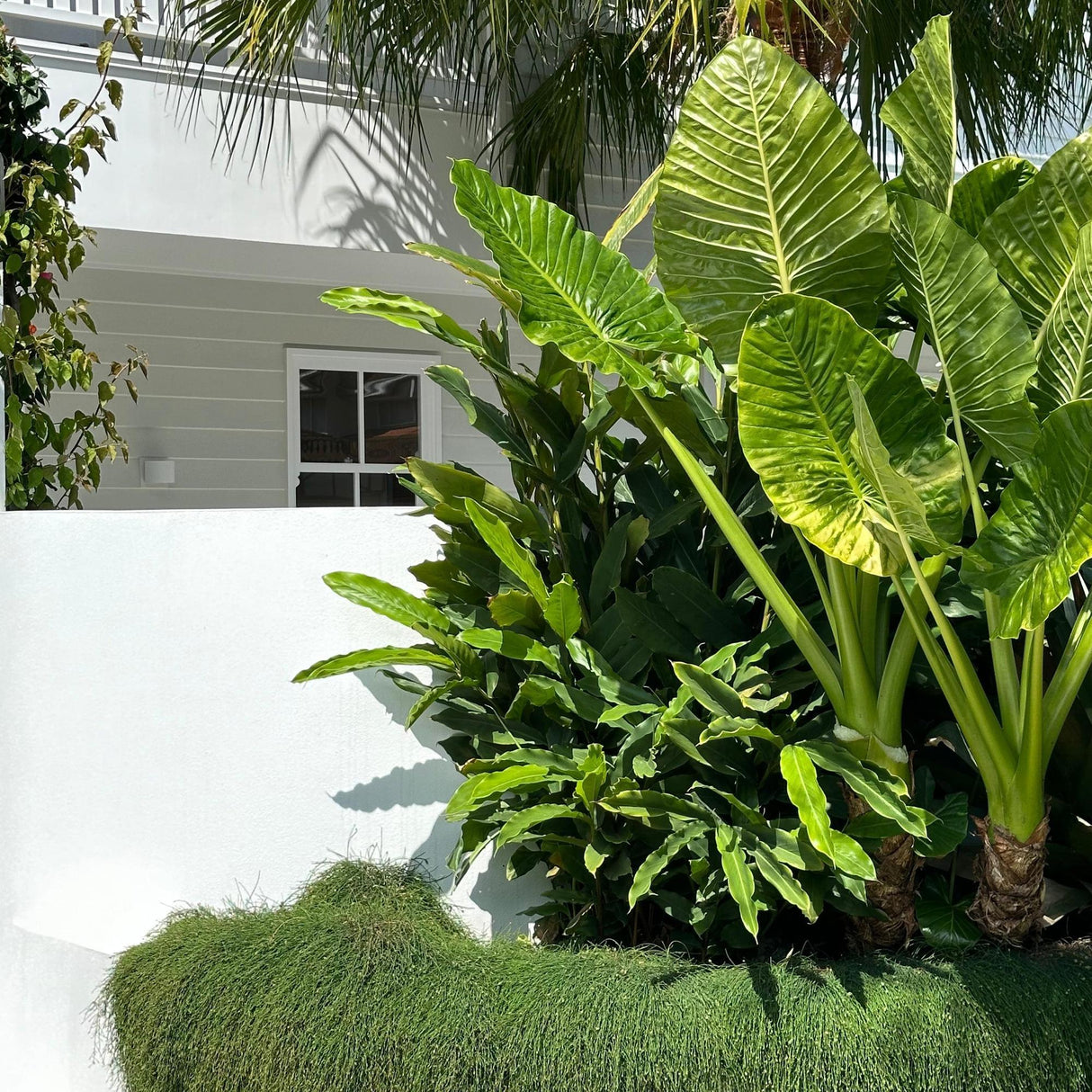 Giant Taro - Alocasia macrorrhizos-Evergreen,Fast Growing,High Water,Ornamental,Outdoor,Partial Shade,Tropical-Nursery Near Me