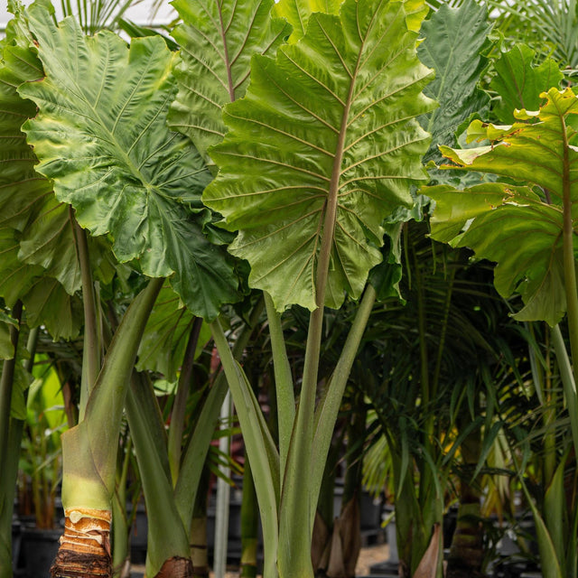 Giant Taro - Alocasia macrorrhizos-Evergreen,Fast Growing,High Water,Ornamental,Outdoor,Partial Shade,Tropical-Nursery Near Me